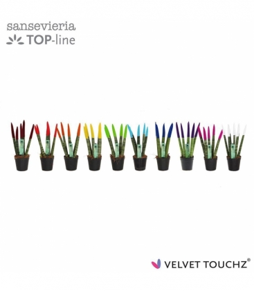 Sansevieria