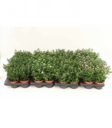 Aster