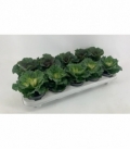 Brassica