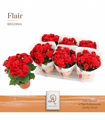 Begonia