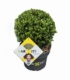 Ilex