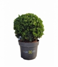 Ilex