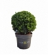 Ilex