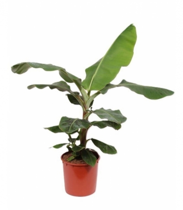 Musa