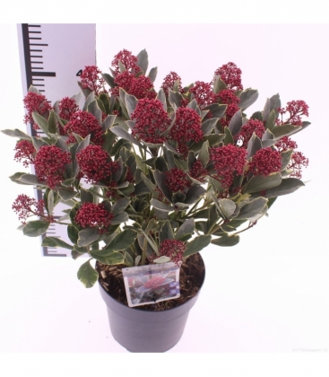Skimmia