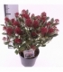 Skimmia