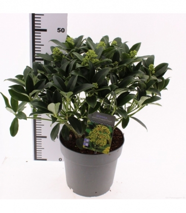 Skimmia
