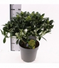Skimmia