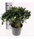 Skimmia