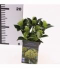 Skimmia