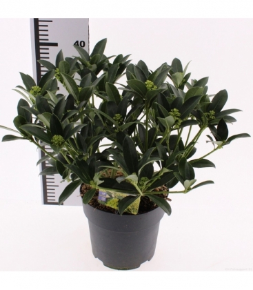 Skimmia