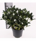 Skimmia
