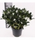 Skimmia