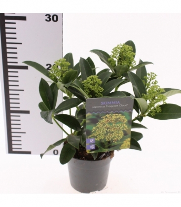 Skimmia