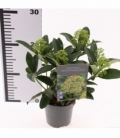 Skimmia