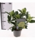 Skimmia