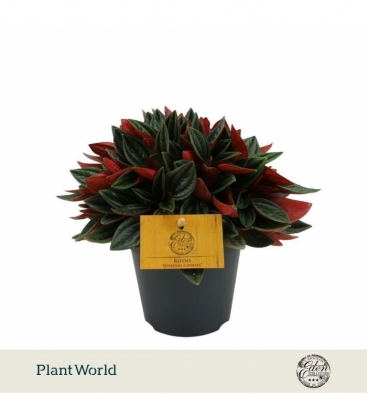 Peperomia