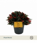 Peperomia
