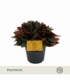 Peperomia