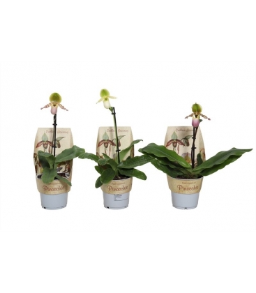 Paphiopedilum
