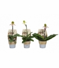 Paphiopedilum