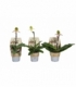Paphiopedilum