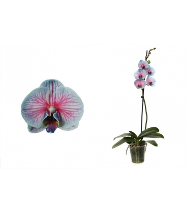 Phalaenopsis
