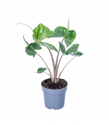 Alocasia