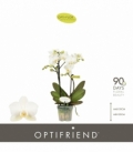 Phalaenopsis