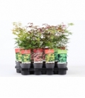 Acer