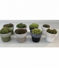 Sempervivum