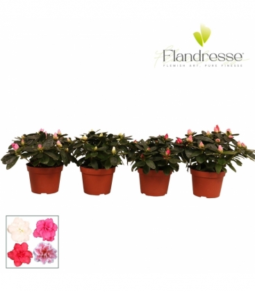 Azalea