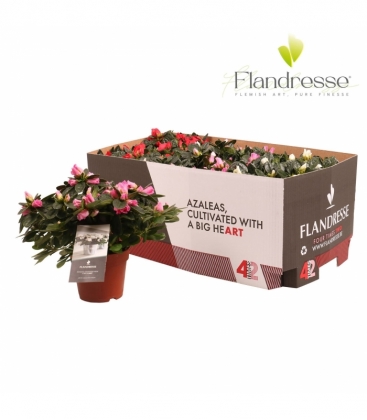 Azalea