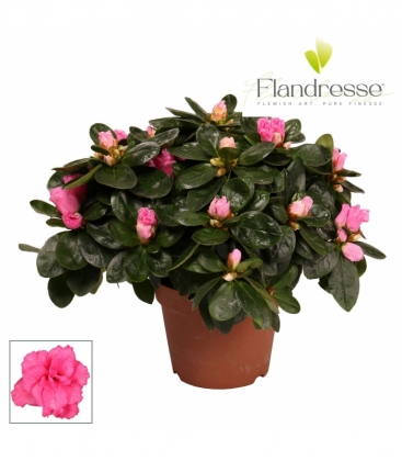 Azalea