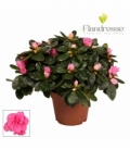 Azalea
