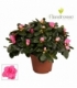 Azalea