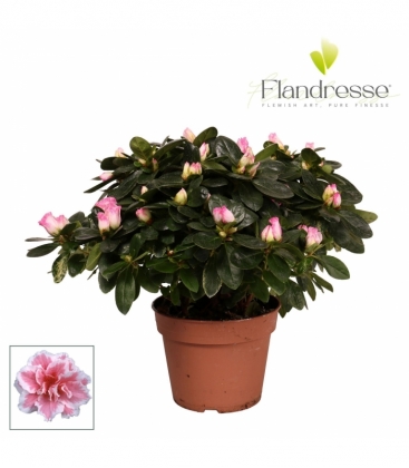 Azalea