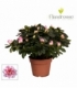 Azalea