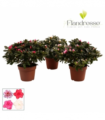 Azalea