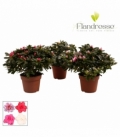 Azalea