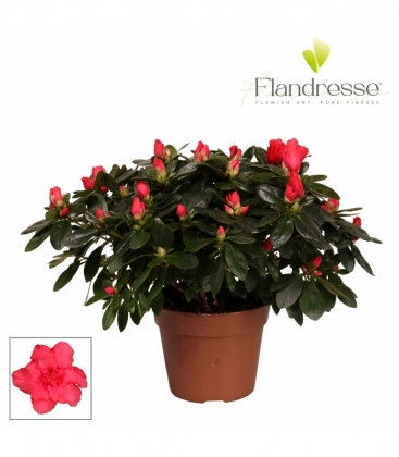 Azalea
