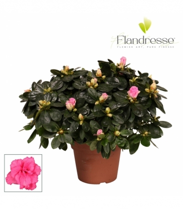 Azalea