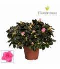 Azalea