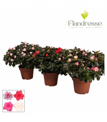 Azalea