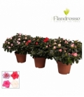 Azalea