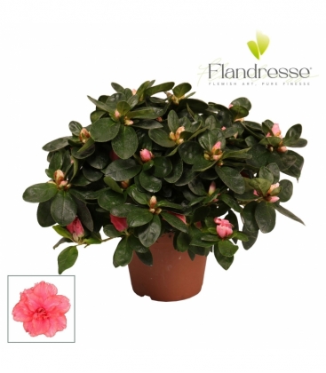 Azalea
