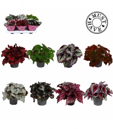 Begonia