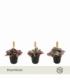 Tradescantia
