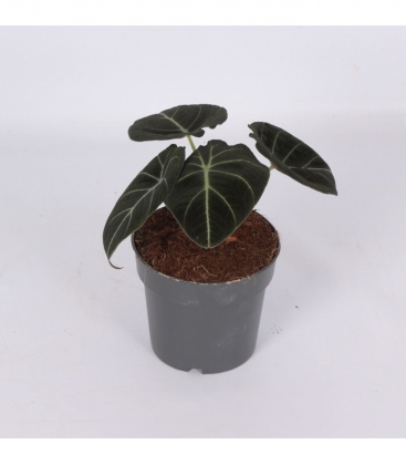Alocasia