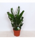 Zamioculcas